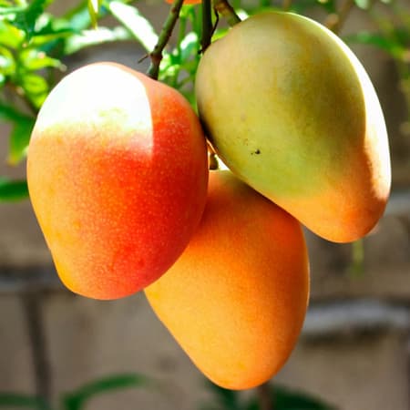 Mango